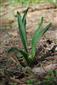 Colchicum arenarium - rastlina s plodom