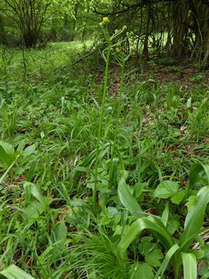Tephroseris longifolia subsp. moravica na začiatku kvitnutia (posunutá vegetácia)