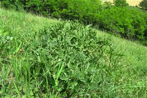 Cramba tataria - rastlina