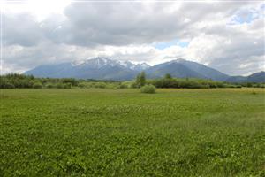 Pohľad na TML Belianske lúky, kosená časť s veľmi početnou populácia Menyanthes trifoliata