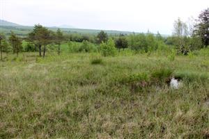 Pohľad na TML Vysoká Bazička, v popredí jeden z prameňov, v okolí s typickou slatinnou vegetáciou