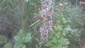 kvitnuca rastlina Himantoglossum adriaticum