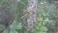kvitnuca rastlina Himantoglossum adriaticum