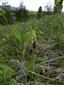 Ophrys insectifera v časti 2