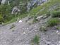 Karbonátové skalné sutiny alpínskeho až montánneho stupňa (3.7.2019)