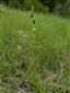 Suchomilné travinnobylinné a krovinové porasty na vápnitom podloží (*dôležité stanovištia Orchideaceae) (30.5.2019)