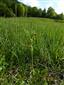 Ophrys insectifera