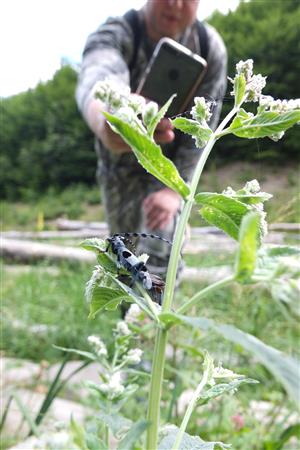 monitoring Rosalia alpina na TMP4