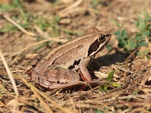 Rana arvalis