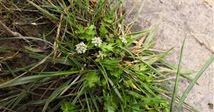 kvitnúca rastlina Apium repens