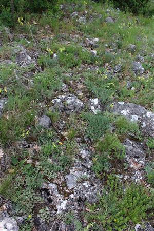Záber na monitorovaný biotop.