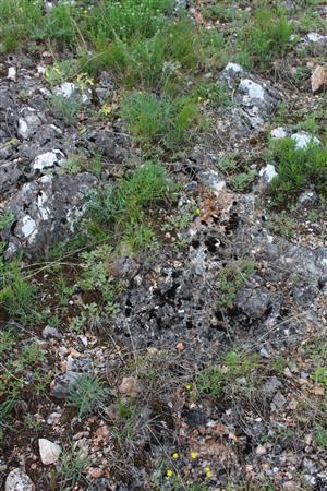 Záber na monitorovaný biotop.