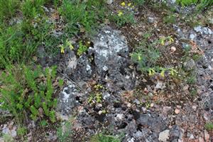 Záber na monitorovaný biotop.