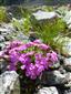 Dianthus glacialis na lokalite