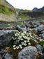 Minuartia pauciflora na lokalite