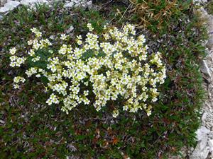 Saxifraga caesia v Dryas octopetala