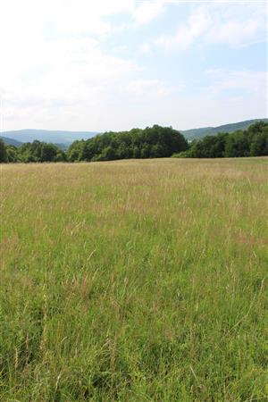 Záber na monitorovaný biotop.