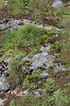 Záber na monitorovaný biotop.