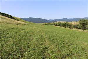 Záber na monitorovaný biotop.