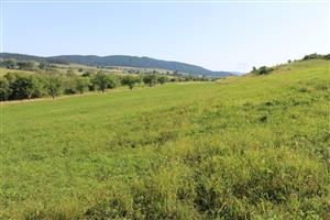 Záber na monitorovaný biotop.