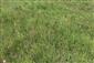 Suchomilné travinnobylinné a krovinové porasty na vápnitom podloží (*dôležité stanovištia Orchideaceae) (1.7.2019)