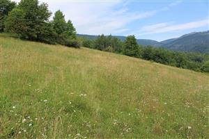 Záber na monitorovaný biotop.