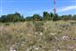 Suchomilné travinnobylinné a krovinové porasty na vápnitom podloží (*dôležité stanovištia Orchideaceae) (11.7.2019)