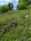 Suchomilné travinnobylinné a krovinové porasty na vápnitom podloží (*dôležité stanovištia Orchideaceae) (4.6.2019)