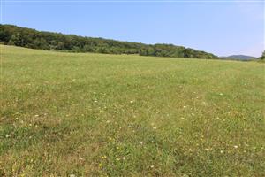 Záber na monitorovaný biotop.