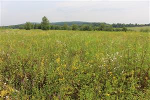 Záber na monitorovaný biotop.