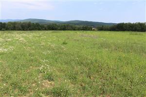 Záber na monitorovaný biotop.