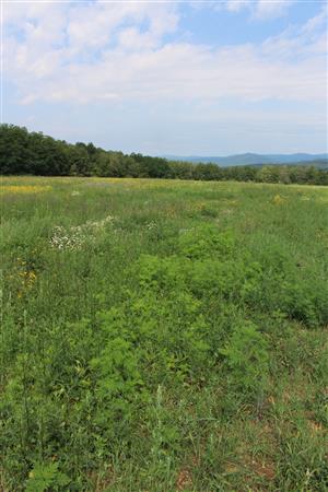 Záber na monitorovaný biotop.