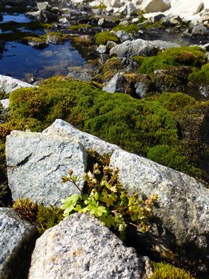 Kvitnúca Saxifraga carpatica v jesennom období