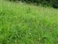 Suchomilné travinnobylinné a krovinové porasty na vápnitom podloží (*dôležité stanovištia Orchideaceae) (28.6.2019)