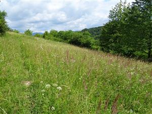 ukážka biotopu v Z časti lokality