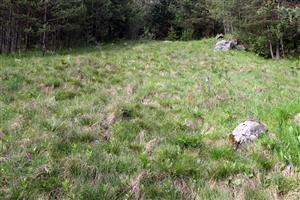 Pohľad na zachovalú časť lokality, penovcové pramenisko s dominanciou Carex davalliana. 
