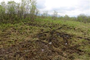 Na malej časti TML sú badateľné stopy po intenzívnom pasení hovädzieho dobytka