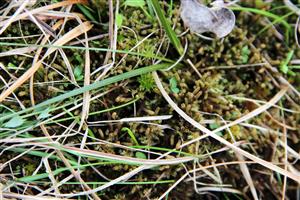 Medzi vzácne druhy na TML patrí glaciálny relikt, machorast Paludella squarrosa. 