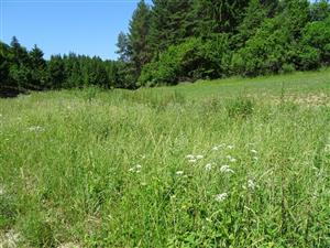 negatívne javy - zaburinená časť