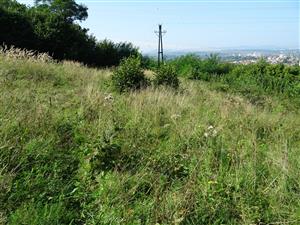 izolovaná lúka v hornej časti s veľkou populáciou ambrózie