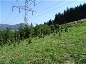 kosená časť  s výsadbou smrekov