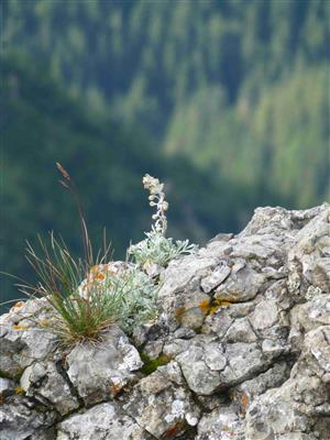 Artemisia eriantha na lokalite