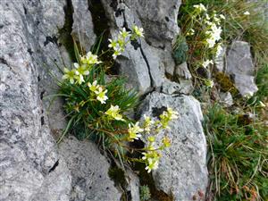 Saxifraga x patens