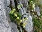 Saxifraga x patens