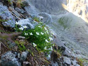 Minuartia pauciflora na lokalite
