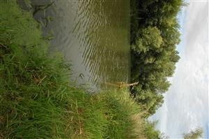 Makrofytná vegetácia vyrastá z bahnitého sedimentu litorálneho pásma. Je tvorená Sagittaria sagittifolia, Phalaroides arundinacea, natantnou Lemna minor.
