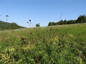 pohľad na TML_ColiMyrm_004 Moravské Lieskové - Brestové dňa 2. augusta 2019 - aktuálny stav živnej rastliny modráčikov (NATURA 2000)  Phengaris nausithous a Phengaris teleius