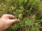 pohľad na TML_ColiMyrm_009 dňa 28. júla 2019 - stav živnej rastliny Colias myrmidone