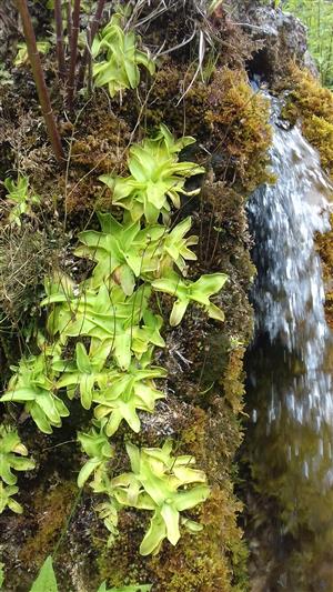 Pinguicula_vulgaris