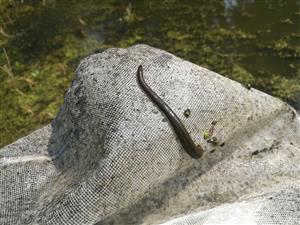 Hirudo medicinalis